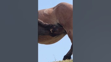 Thumbnail of Spain mountain wild horses. Hidden beauties. Camper family life