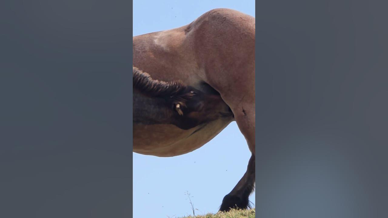 Spain mountain wild horses. Hidden beauties. Camper family life