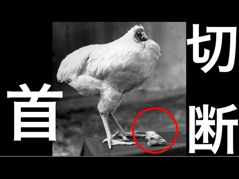 閲覧注意 首を切り落とされても18カ月間生存した 首なし鶏マイク 過去の伝説的鶏の実態に迫る Youtube