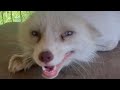 Fox melts every time she sees her rescuer
