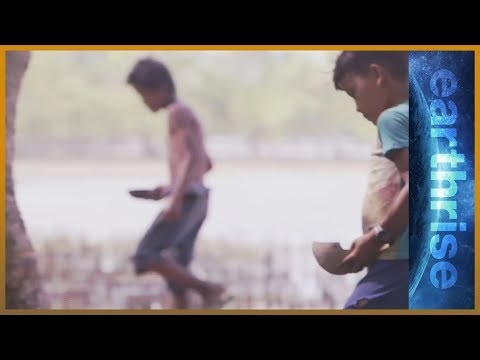 Cyclone shield: Breathing new life into Myanmar's mangroves