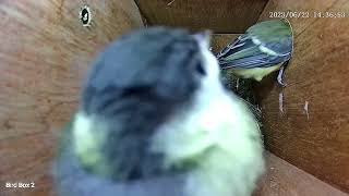Bird Box 2 - Fledging