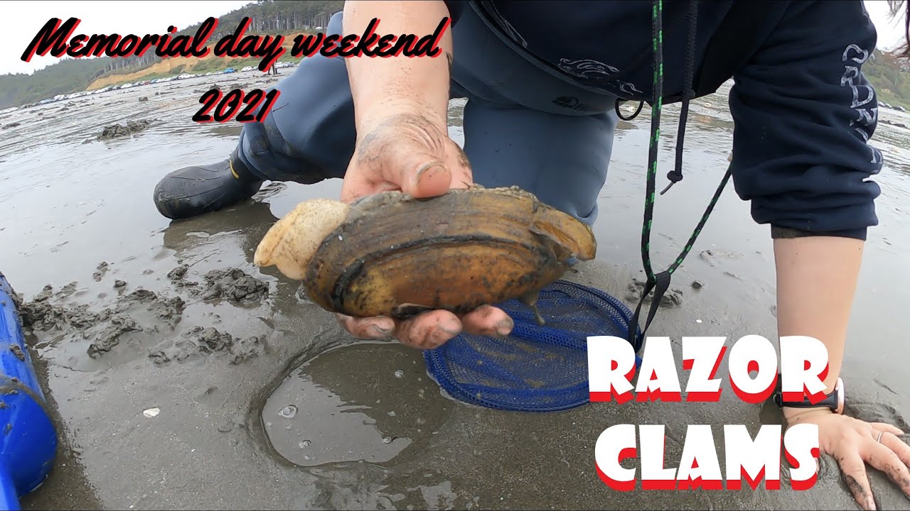 Razor clamming & surf perch fishing 2021 YouTube