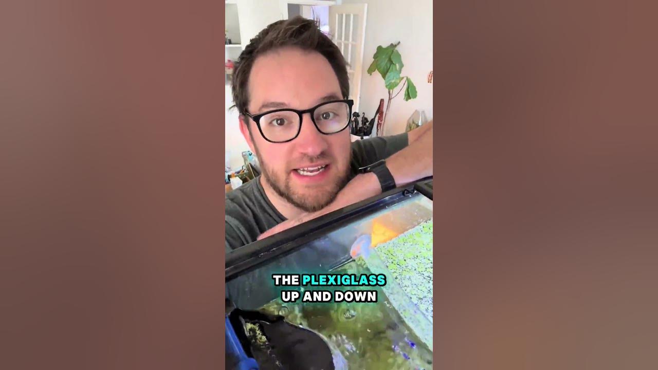 Duckweed in my fresh water planted fish tank aquarium.
