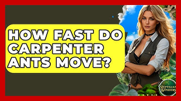 How Fast Do Carpenter Ants Move? - Reptilian Wonders