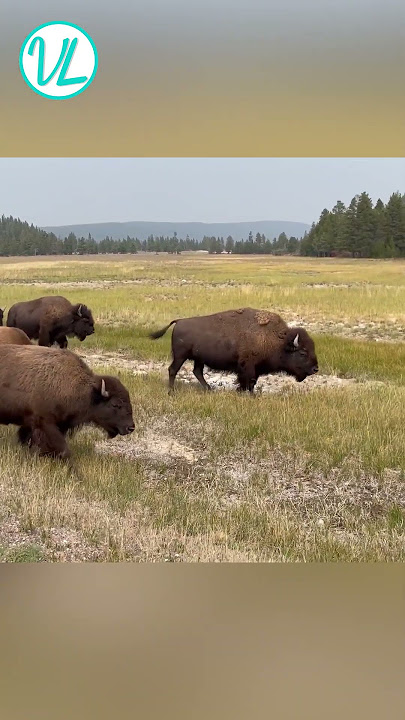 bison