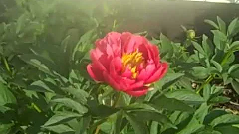 Raspberry Charm Peony Day One