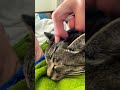 猫2010🐈指ポケモンダンス😆