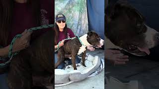 New A5607662 Stanley Pitbull Mix