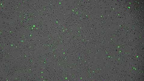 Caspase 3/7 Apoptosis Assay - Staurosporine