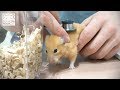 病気になったとらこ。【ハムスター/キンクマ】/Hamster TORACO which has got ill.