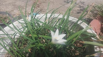 Cây cầu tài - cây cầu lộc - cây ngải nàng mơn hoa trắng - cây phong thủy cầu tài -  cây rù khách