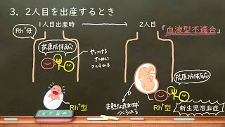 おうち生物　45. Rh式血液型　(高校生物)