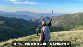 狡猾的狼群和牧羊人斗智斗勇,坎高犬被“调虎离山”咆哮追击 #牧羊犬 #坎高犬 #坎高犬对抗狼群 #狼群袭击