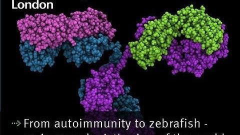 From autoimmunity to zebrafish -- an immunologist