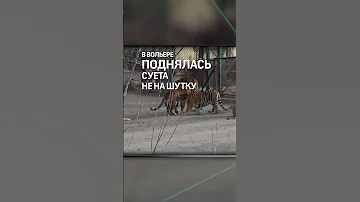 Попадали от испуга: бенгальские тигры в ужасе от амурского коллеги