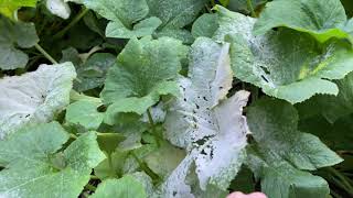 How To Kill Bacteria On Your Garden Leaves With Peroxide