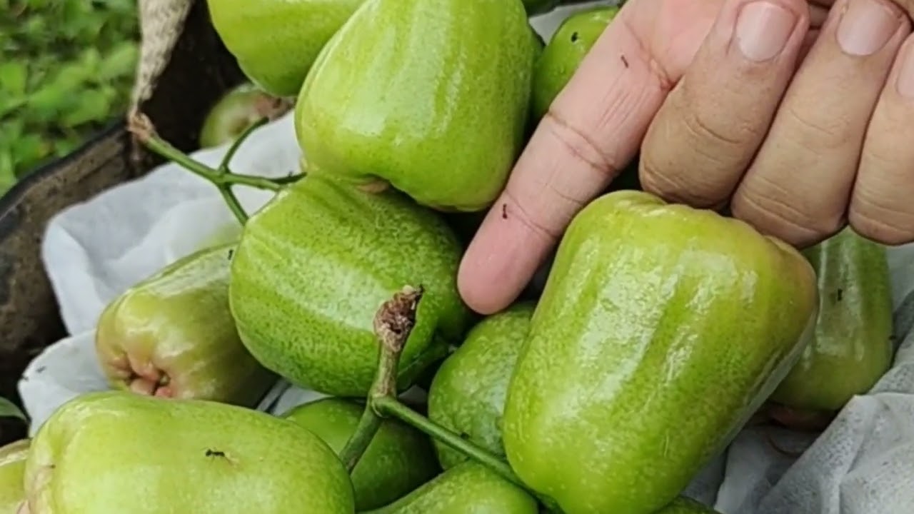 Panen jambu kiojok super manis