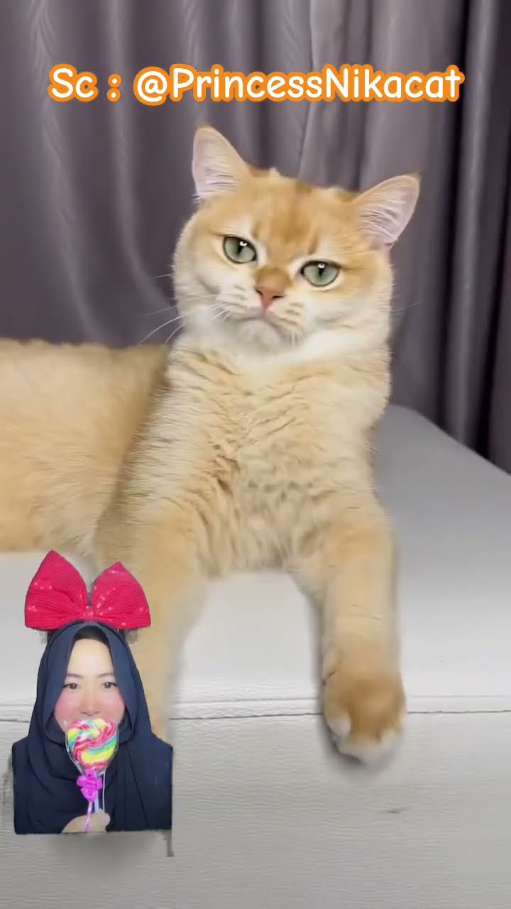 POV : KITTY JADI HAIR STYLIS RAMBUT ⁉️? @PrincessNikacat #shorts #funny #dubbing