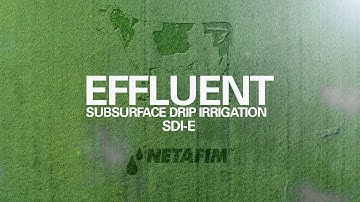 Drip for Dairy Farmers: Effluent Subsurface Drip Irrigation (SDI-E) system for Dairy Forage.