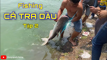 Cá Tra Dầu Tập 2 | Fishing | Chung Nguyễn Fishing