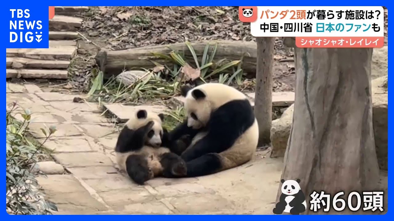 双子パンダ「シャオシャオ」「レイレイ」が暮らす中国・四川省