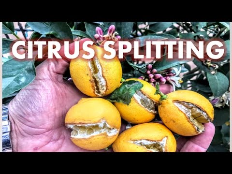 Video: Revnede citrusskaller - hvad får appelsiner på appelsintræer til at flække