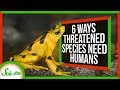 6 Ways Species Rely on Humans for Survival