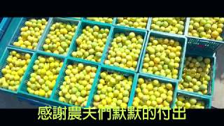 柳丁採收過程-感謝辛苦種植水果的農民