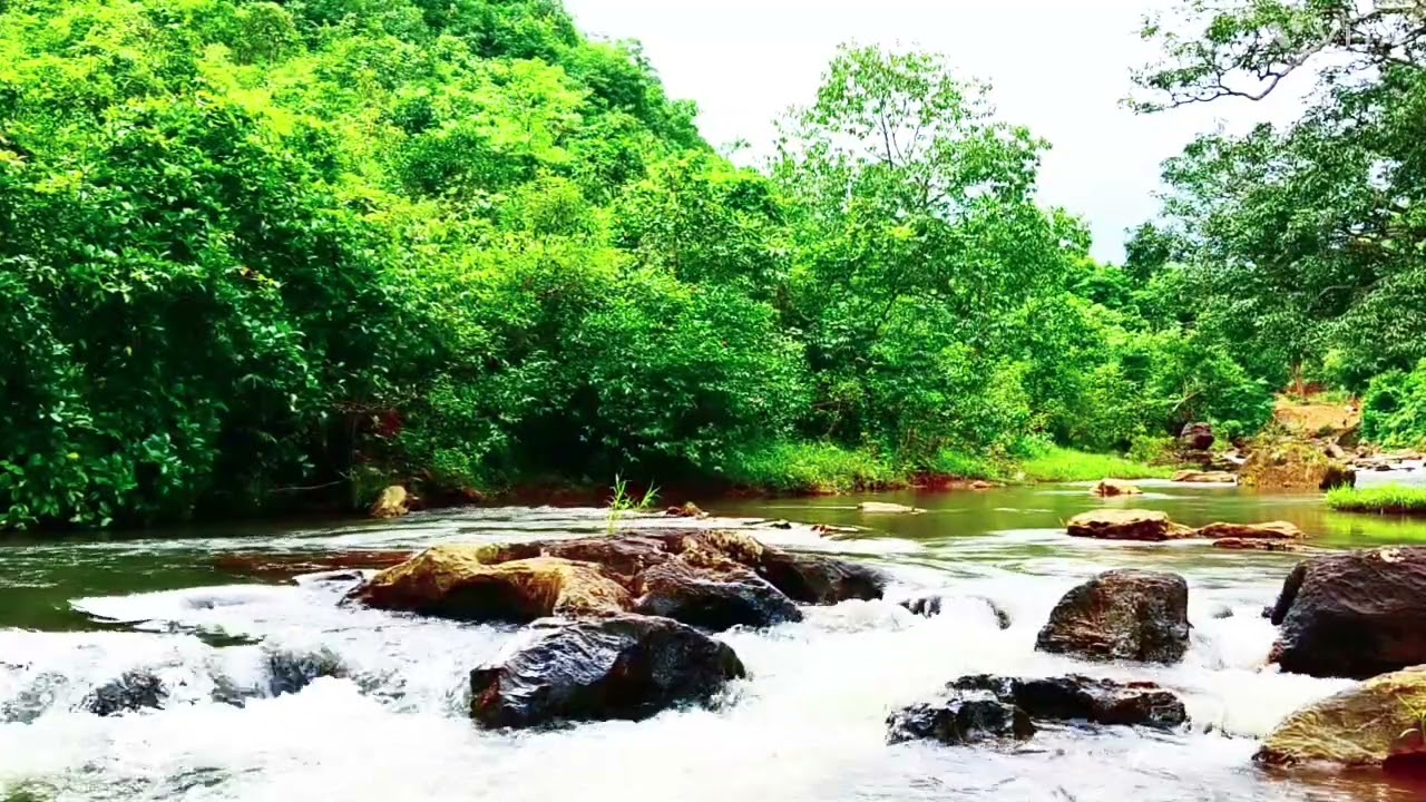 1 Hour Peaceful Forest Ambience 🌿 Bird Song & Gentle River Sound | Sleep, Study, Yoga, Meditation