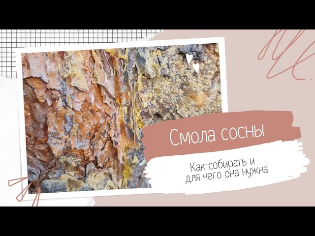 СМОЛА СОСНЫ -ПРИРОДНЫЙ ЭНЕРГЕТИК и мощный инструмент очистки пространства.Инструкция #зелёнаяведьма