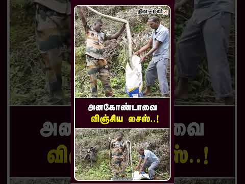 இழுக்க இழுக்க வந்த உருவம்... அனகோண்டாவை விஞ்சிய சைஸ் Giant Python Viral Video Snake Rescue Vide
