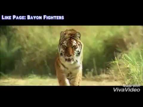 KAAL   Best Tiger Scenes Watch Video