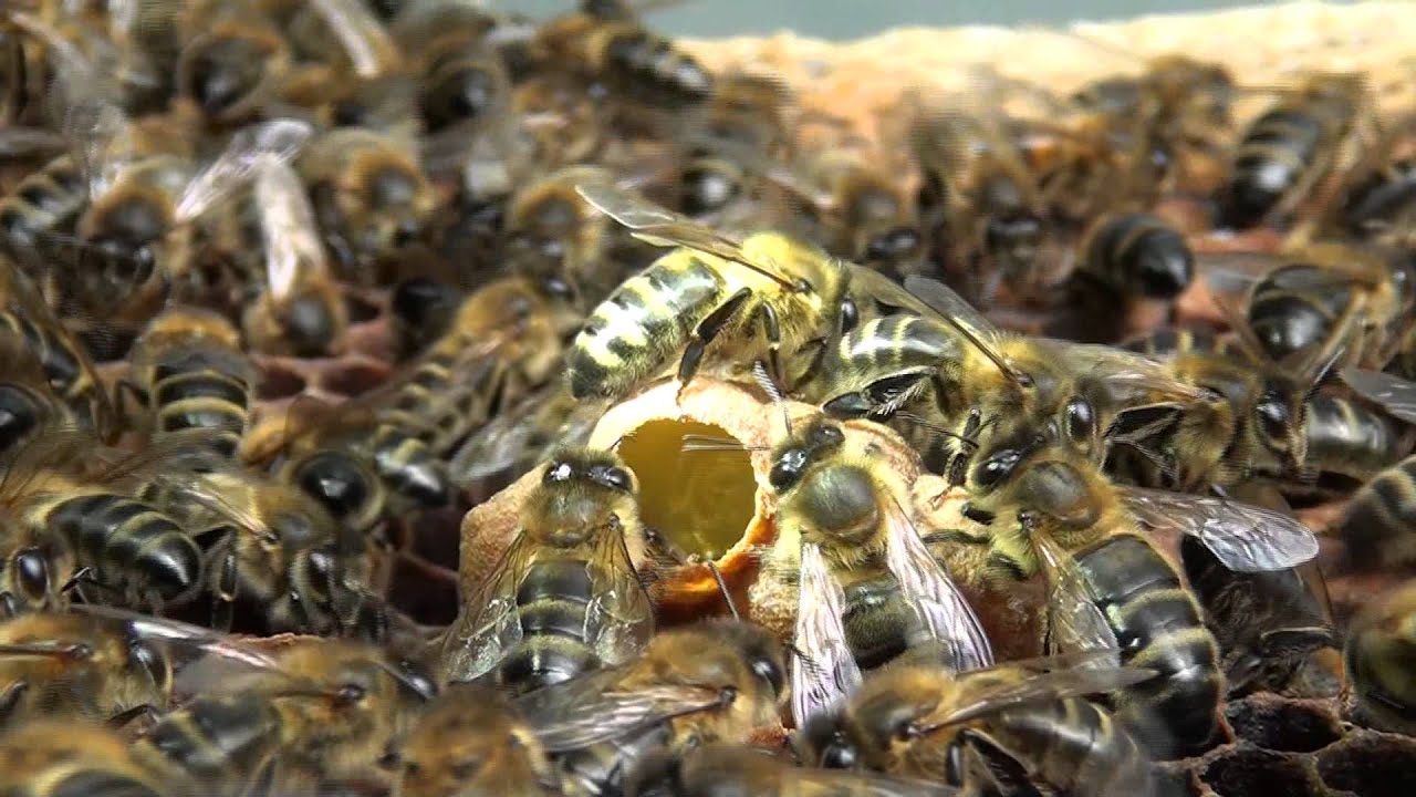 Abeilles. Une colonie élève une reine - YouTube