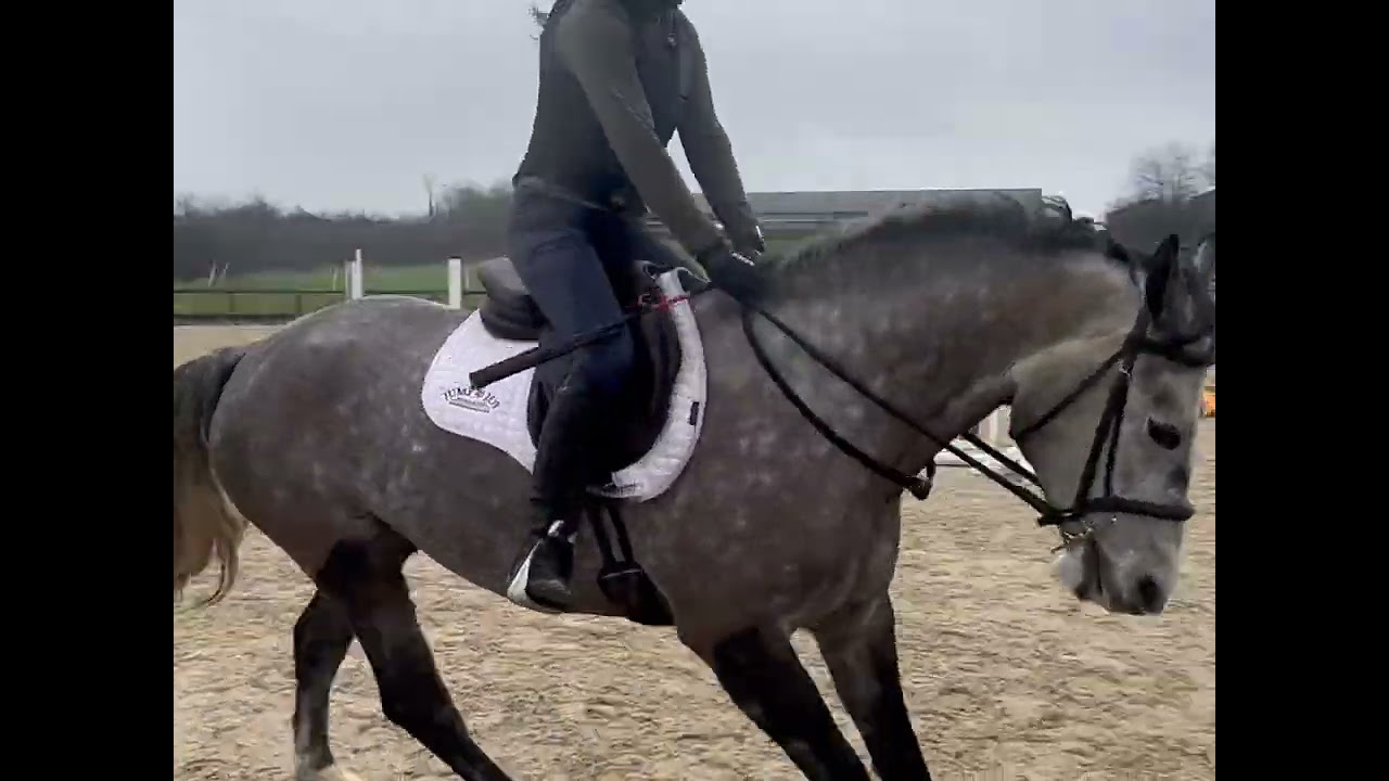 Smokey - Wickstead SJ / XC