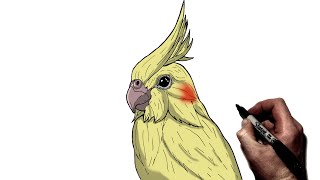 How to Draw A Cockateil | Step By Step |