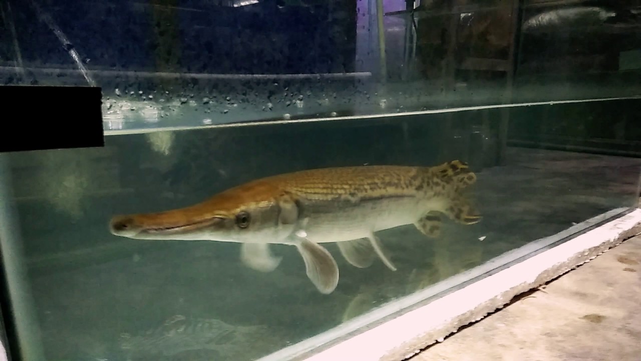 Ikan hias air  tawar  untuk aquarium 2021 Medan YouTube