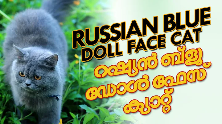 Watch the video about Traditional long hair dollface Russian blue cat Part 3