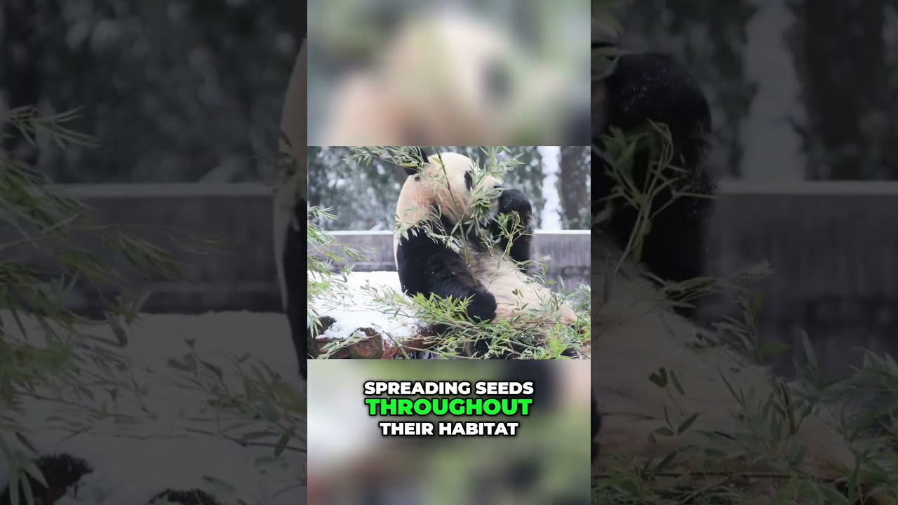 Pandas: Guardians of the Bamboo Forest Ecosystem