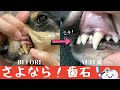 【歯石除去】自宅で初めて愛犬の歯石取り！「リペアン」使ったら驚きの結果に【天然ゼオライト】