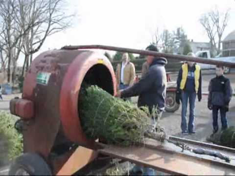 christmas-trees------come-and-cut-your-own