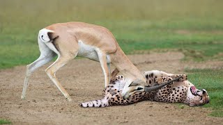 WORLD’S FASTEST ANIMALS FAIL! Giant Gazelle Takes Down Cheetah With Horns, Lion Hunt Fail