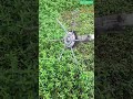 🌿⚙️ Cut Through Thick Grass Faster with a Steel Wire Brush Cutter Head