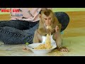 Yummy!! Monkey Kako Eating Stir Fried Noodle