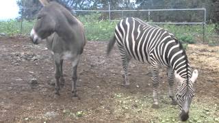 A donkey and zebra in Kona, Hawaii