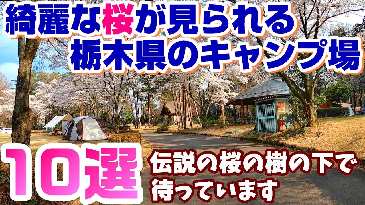 綺麗な桜が見られる栃木県のキャンプ場【10選】
