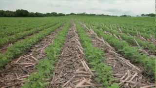 Introduction to Conservation Agriculture Cropping Systems