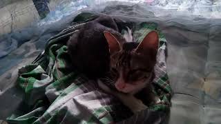 Buka Baju Live Bigo Hot