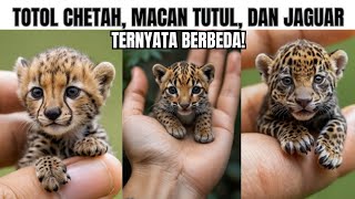 Cheetah, Leopard, dan Jaguar: Perbedaan yang Harus Kamu Tahu!