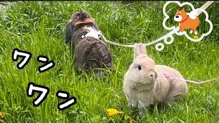 気の小さなウサギさん達のお散歩はこんなもんです🐰🌼🌸🤣#うさぎ#bunny#ネザーランドドワーフ #ホーランドロップ